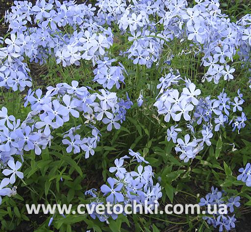 Флокс растопыренный (канадский)