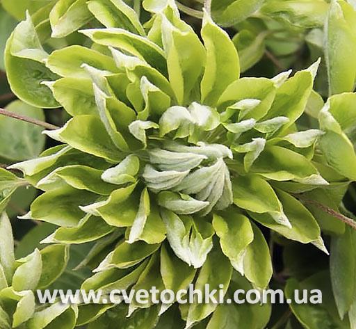 Клематис «Green passion/Грин пэшн»