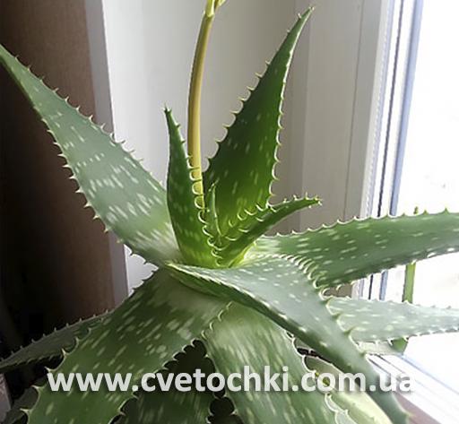 Алоэ вера/Aloe vera