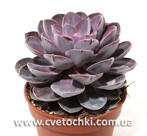 Эхеверия «Перл фон Нюрнберг»/Echeveria «Perle von Nurnberg»