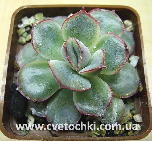 Эхеверия «Пулидонис»/Echeveria «Pulidonis»