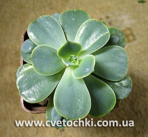 Эхеверия «Рэйндропс»/Echeveria «Raindrops»
