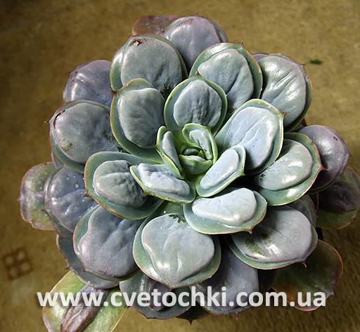 Эхеверия «Рэйндропс»/Echeveria «Raindrops»