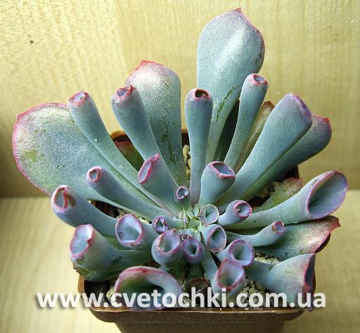 Эхеверия «Трампет пинки»/Echeveria «Trumpet pinky»