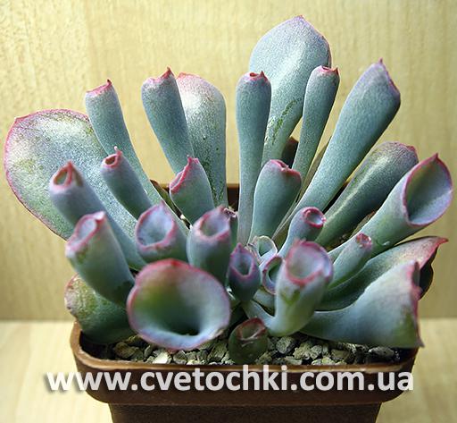 Эхеверия «Трампет пинки»/Echeveria «Trumpet pinky»