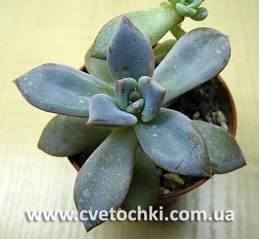 Эхеверия «Валентина»/Echeveria «Valentina»