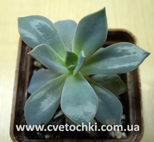 Граптоверия «Фред Ивс»/Graptoveria cv. «Fred Ives»