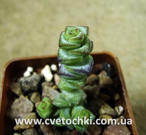 Крассула марниериана/Crassula marnieriana