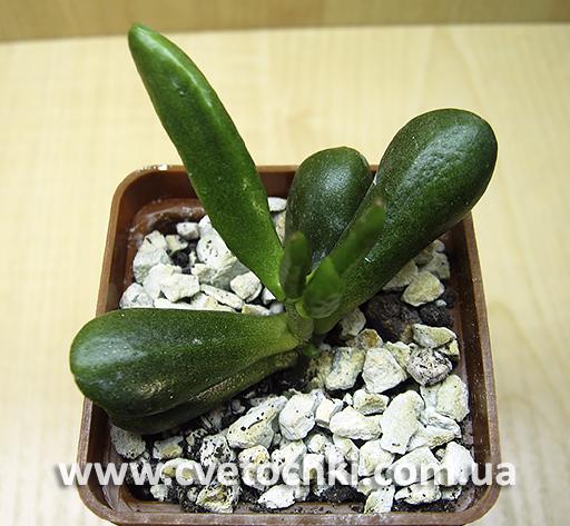 Крассула овата «Голлум»/Crassula ovata «Gollum»