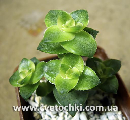 Крассула перфората вариегата/Crassula perforata variegata