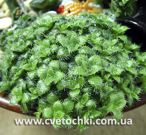 Крассула сетулоза/Crassula setulosa