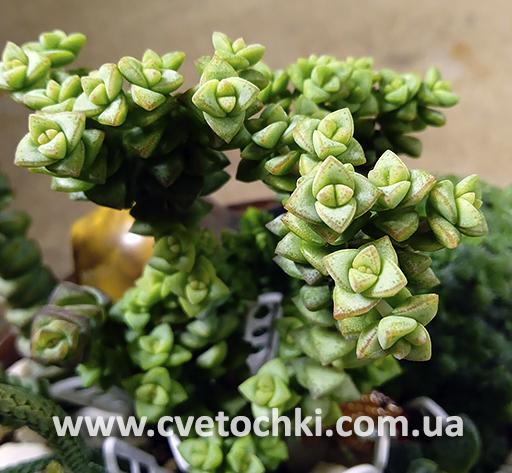 Крассула «Том Тамб»/Crassula «Tom Thumb»
