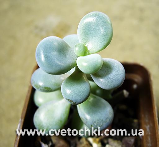 Пахифитум овиферум «Пинк»/Pachyphytum oviferum «Pink»