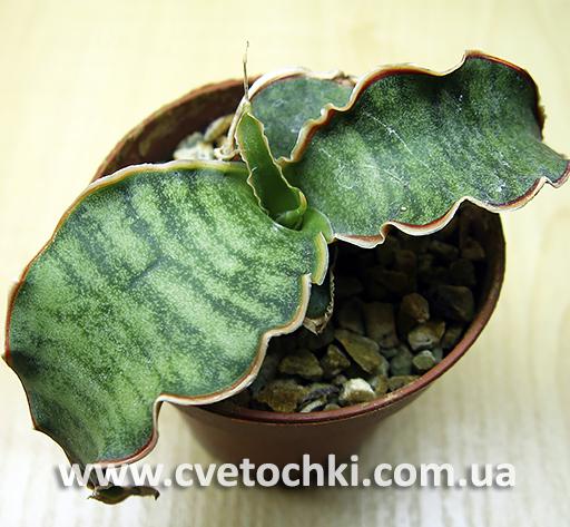 Сансевиерия Кирка «Сильвер блю/Sansevieria Kirkii «Silver blue»