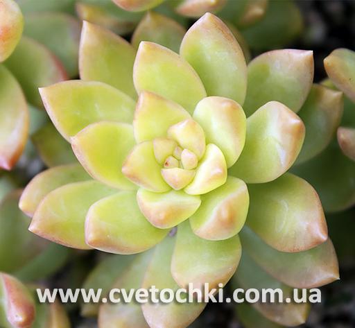 Седум Адольфа/Sedum Adolphii