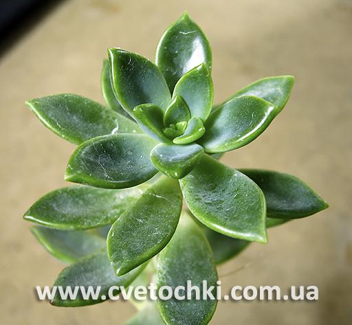 Седум/Sedum