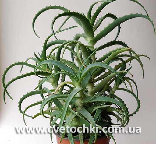Алоэ древовидное (столетник)/Aloe arborescens