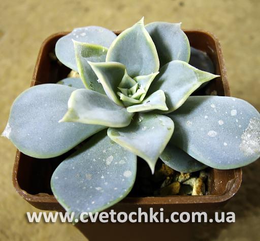 Эхеверия «Лилацина»/Echeveria «Lilacina»