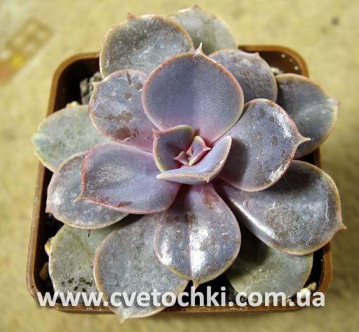 Эхеверия «Перл фон Нюрнберг»/Echeveria «Perle von Nurnberg»