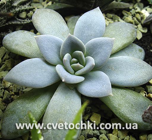 Эхеверия «Валентина»/Echeveria «Valentina»