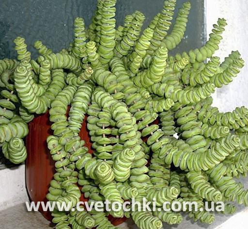 Крассула марниериана/Crassula marnieriana