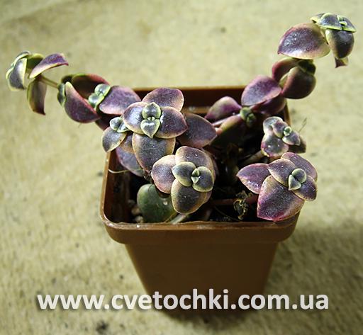 Крассула пеллюцида вариегата/Crassula pellucida variegata