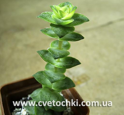 Крассула перфората вариегата/Crassula perforata variegata