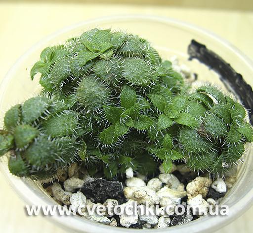 Крассула сетулоза/Crassula setulosa