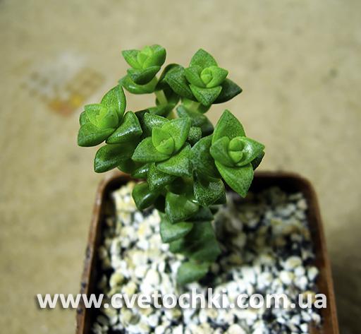 Крассула «Том Тамб»/Crassula «Tom Thumb»