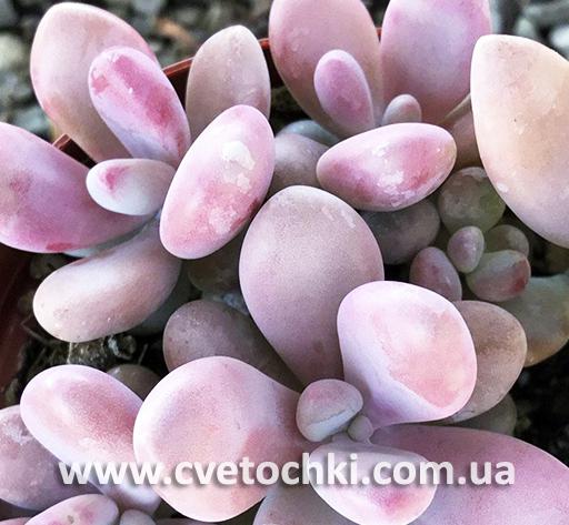 Пахифитум овиферум «Пинк»/Pachyphytum oviferum «Pink»