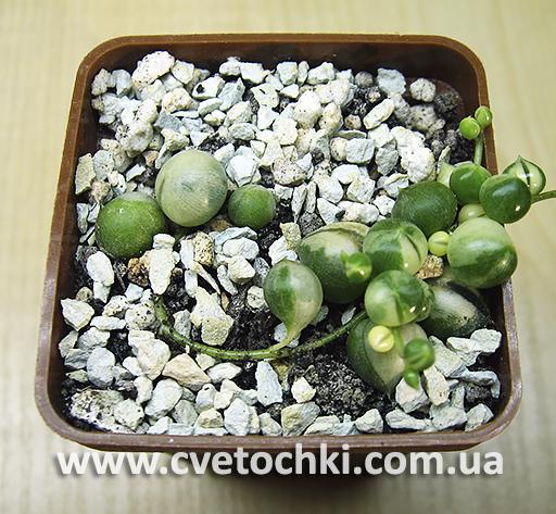 Сенецио (крестовник) Роули вариегата/Senecio Rowleyanus variegata