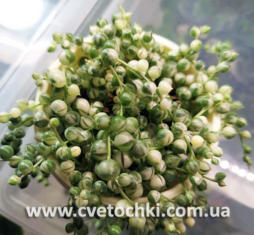 Сенецио (крестовник) Роули вариегата/Senecio Rowleyanus variegata
