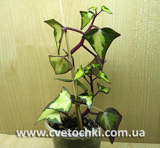 Сенецио макроглоссус вариегата/Senecio macroglossus variegata