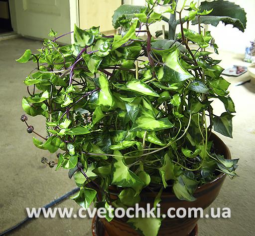 Сенецио макроглоссус вариегата/Senecio macroglossus variegata