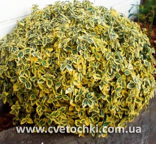Бересклет Форчуна «Emerald and gold/Емеральд енд голд»