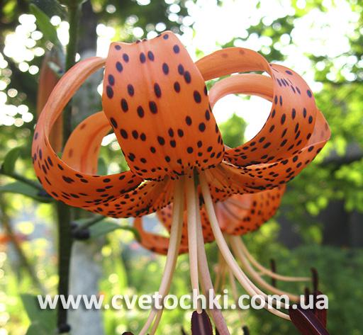 Лілія тигрова