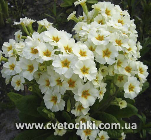 Примула біла