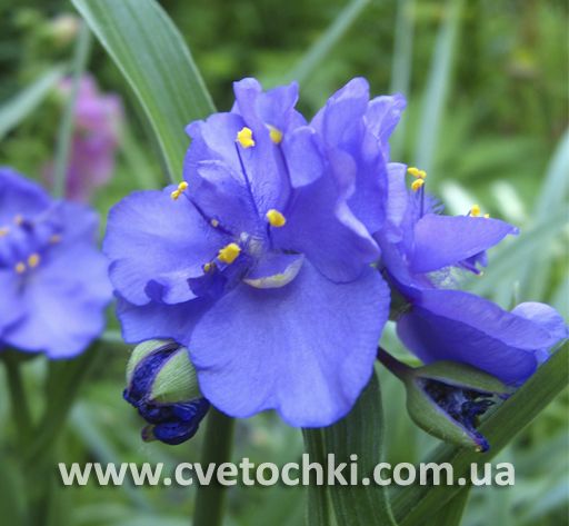 Традесканція