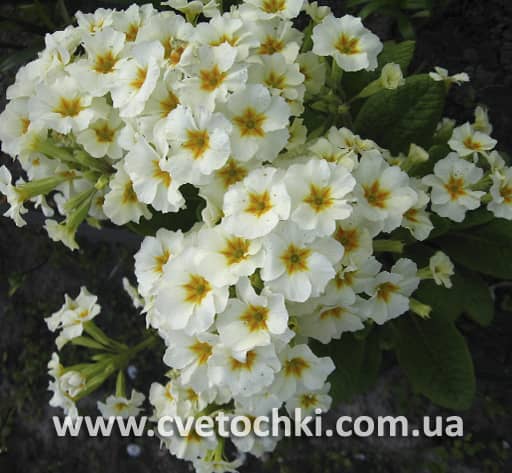 Примула біла