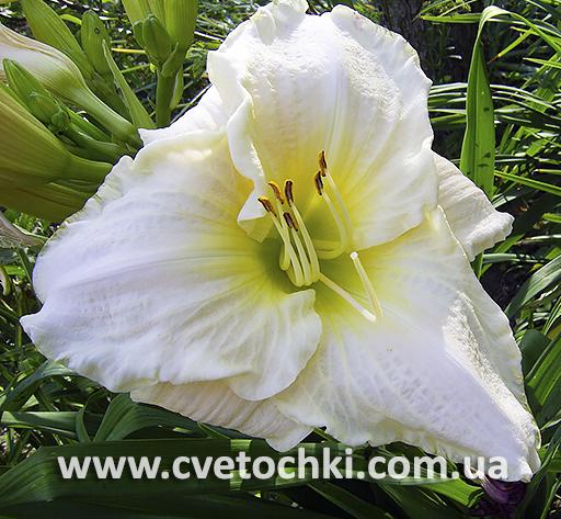 Лилейник «White perfection/Вайт перфекшн»