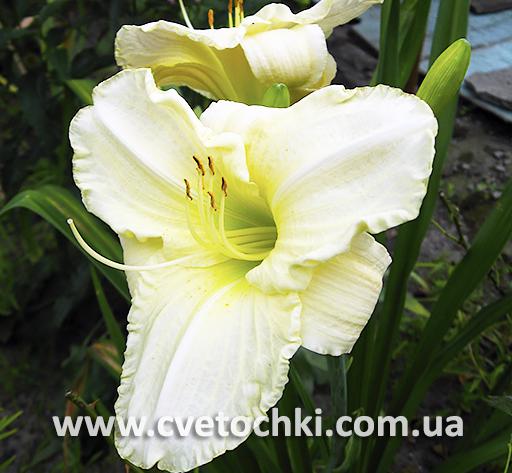 Лилейник «White perfection/Вайт перфекшн»