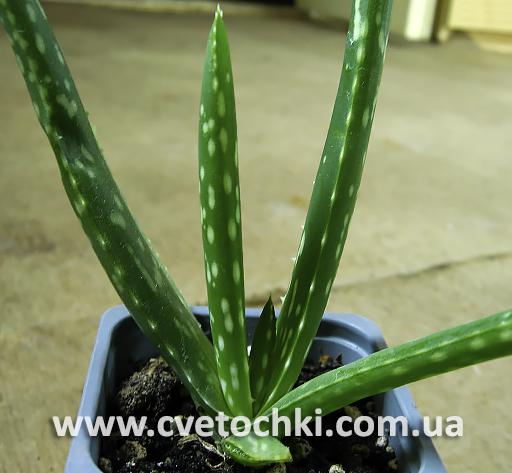 Алое вера/Aloe vera