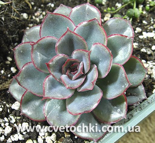 Ехеверія «Пулідоніс»/Echeveria «Pulidonis»