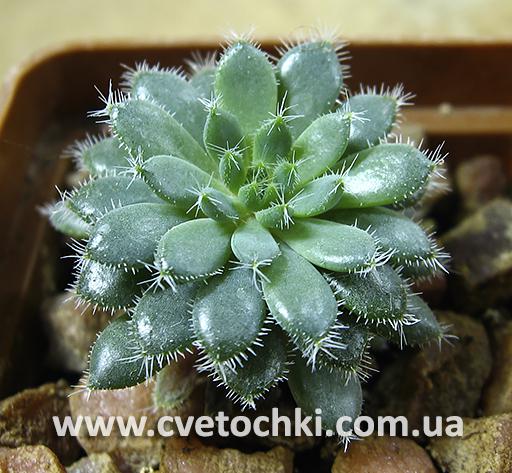 Ехеверія «Рунделі»/Echeveria «Rundelli»