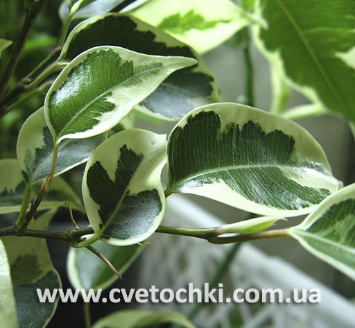Фікус Бенджаміна Кінкі/Ficus Benjamina Kinky