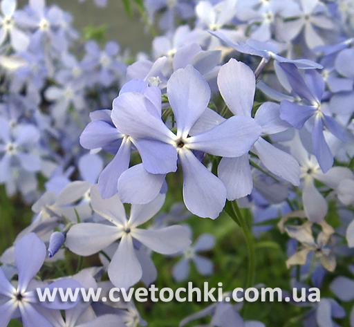 Флокс розчепірений (канадський)
