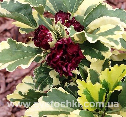 Гібіскус сирійський ряболистий «Purpureus Variegatus/Пурпуреус варієгатус»
