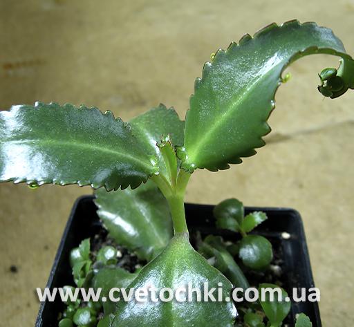 Каланхое дегремона/Kalanchoe daigremontiana