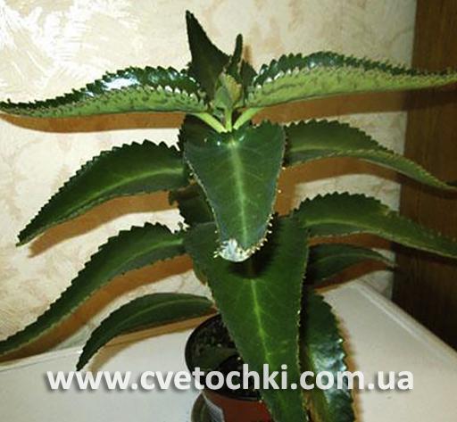 Каланхое дегремона/Kalanchoe daigremontiana