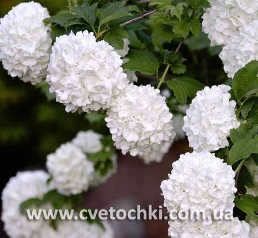 Калина «Boule de neige/Буль де неж»